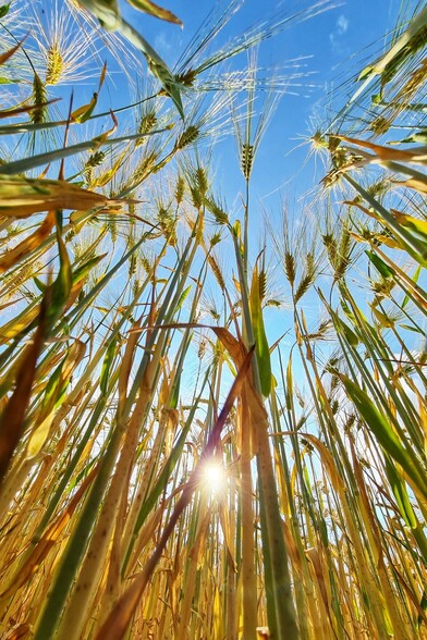 Weizenhalme vom Boden aus fotografiert in den Himmel, Sonne scheint zwischen den Ähren hindurch