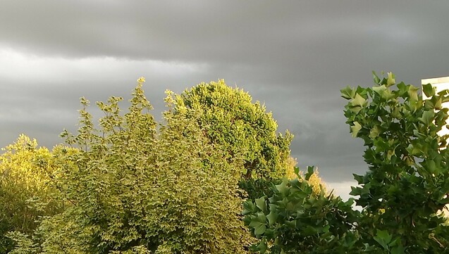 Blick in dem Himmel, vorne von der Abendsonne beleuchtete Bäume, im Hintergrund dunkle Wolken. Starker Kontrast.