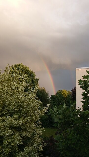 Regenbogen, im Vordergrund von der Sonne beleuchtete Baumwipfel.