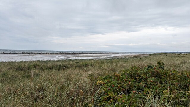 Behind the dunes there is a mud flat where several birds were either feeding or resting. It is a sort of Lagune. Rocks in the distance enclosing the area. Behind the rocks there is the sea. The sky is grey.