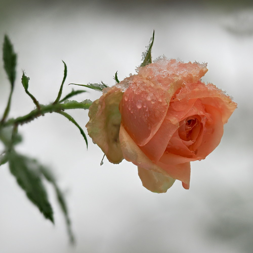 Altrosa-farbene Rosenblüte im Profil, mit Schneekristallen darauf