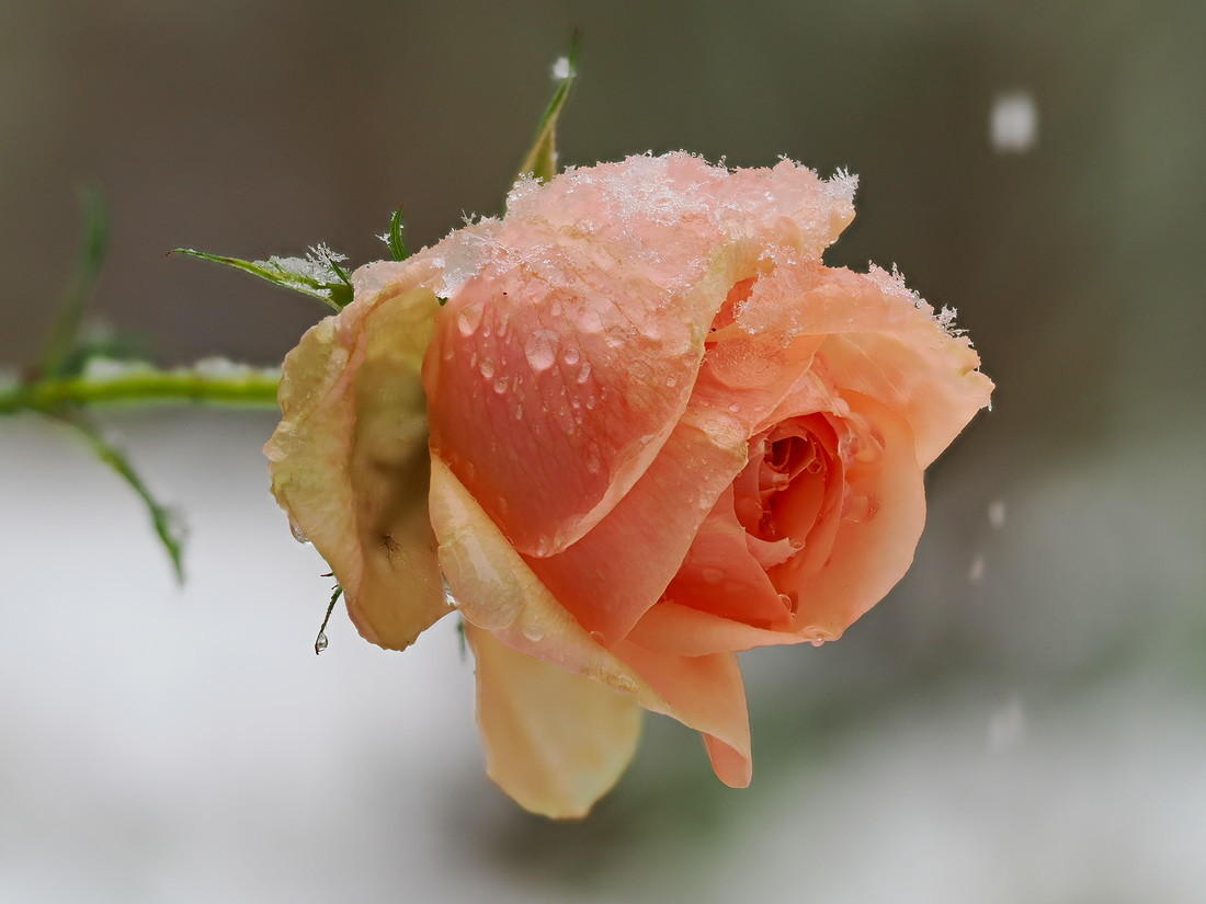 Altrosa-farbene Rosenblüte im Profil, mit Schneekristallen darauf, etwas dichter dran und anderer Hintergrund als zuvor