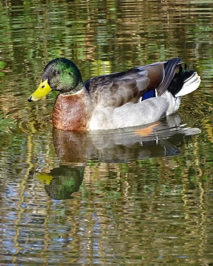 Ente im Wasser