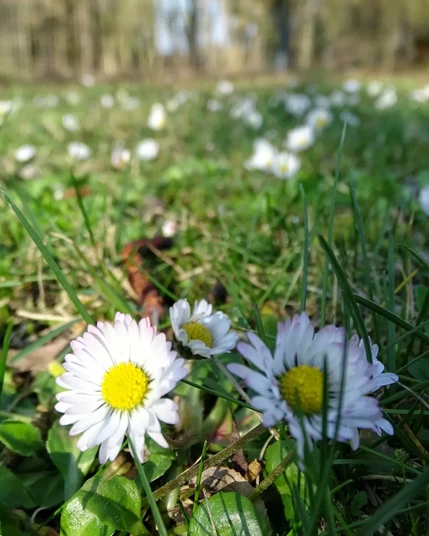 Gänseblümchen