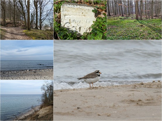 Bildkollage aus 6 Bildern: 
Oben Bild 1-3: Impressionen vom Buchenwald an der Steilküste mit blühenden Buschwindröschen und einem Stein am Weg mit der Aufschrift "Ostsee km 131.0"
Bild 4-5 links: Ausblick vom Naturstrand und der Steilküste auf die Ostsee. 
Bild 6 (groß): Ein Sandregenpfeifer am Spülsaum. 