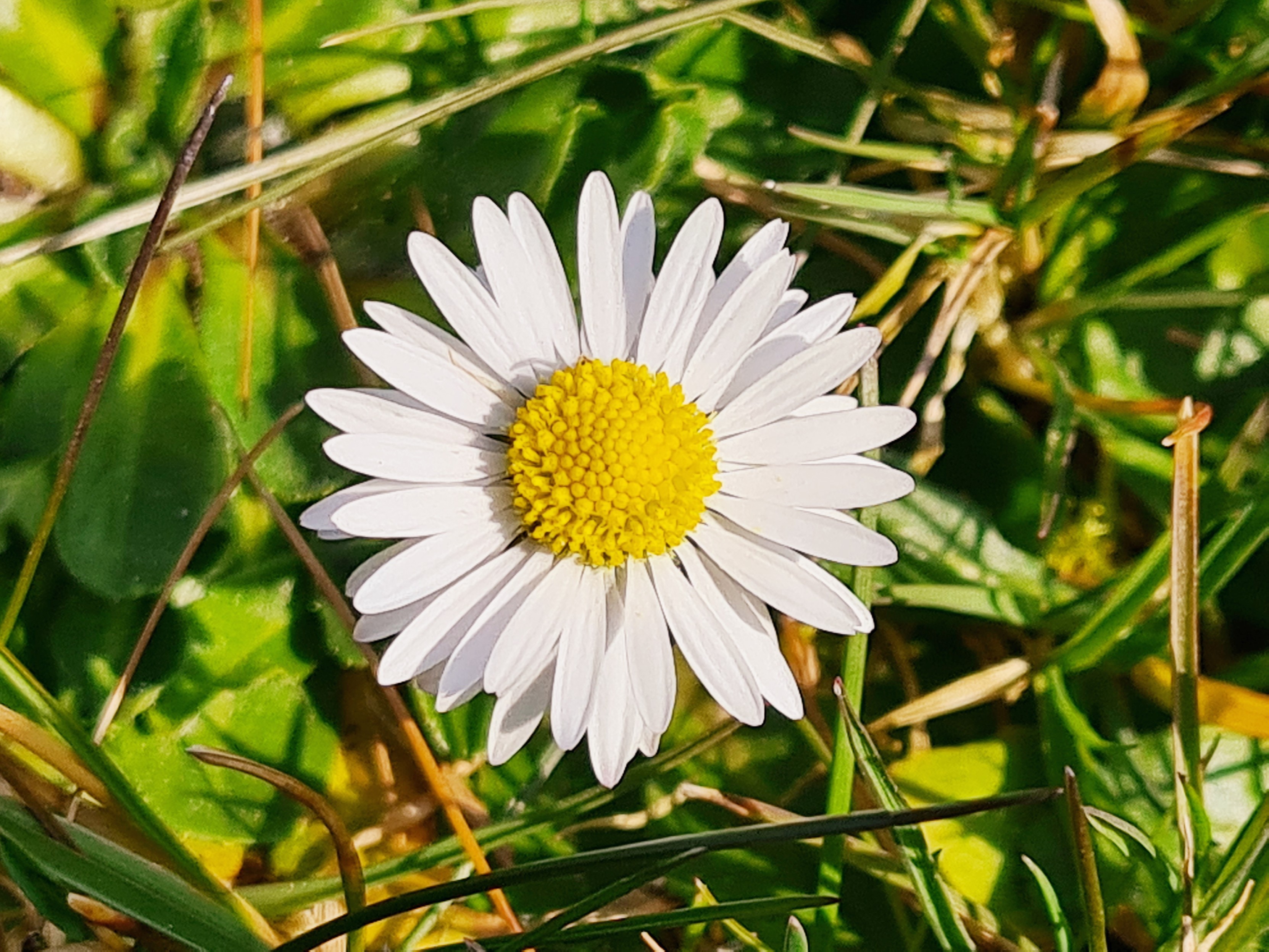 Nahaufnahme einer Gänseblumenblüte von oben, drumherum Gräser Nahaufnahme einer Gänseblumenblüte von oben, drumherum Gräser