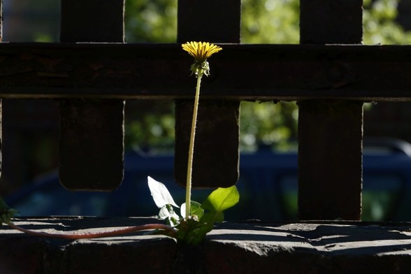 A flowering dandelion in front of a fence