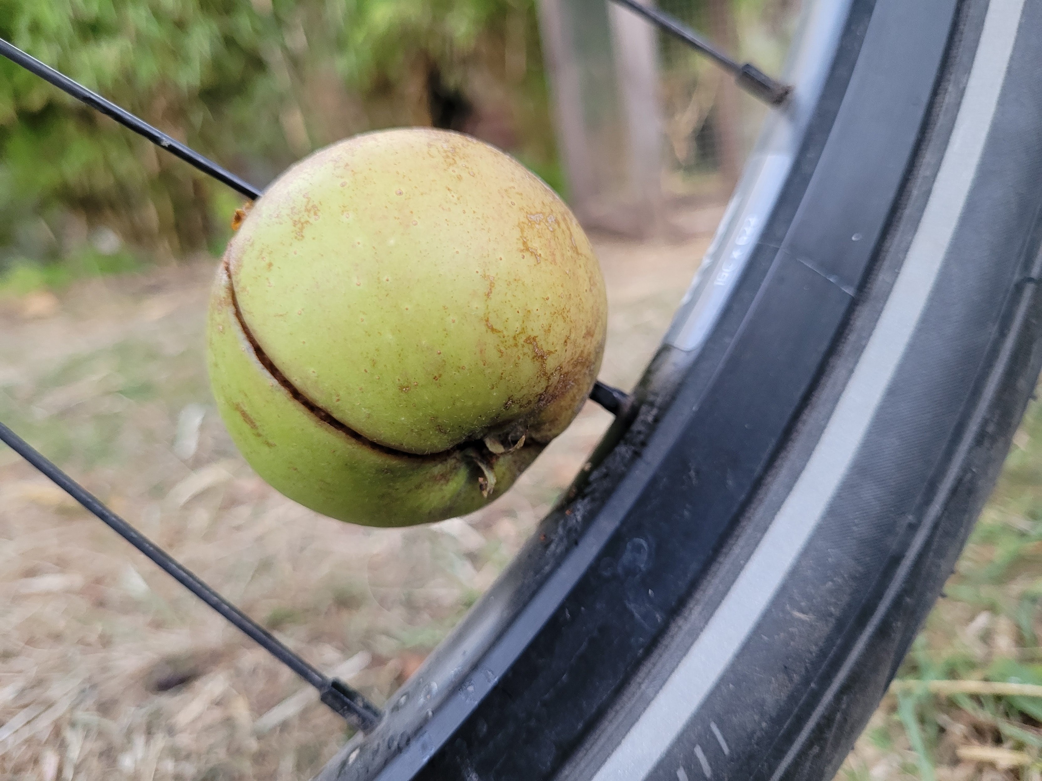 Querformat in Farbe. Zu sehen ist der untere Teil eines Fahrradvorderrads. Auf einer der Speichen steckt ein grüner Apfel. Querformat in Farbe. Zu sehen ist der untere Teil eines Fahrradvorderrads. Auf einer der Speichen steckt ein grüner Apfel.