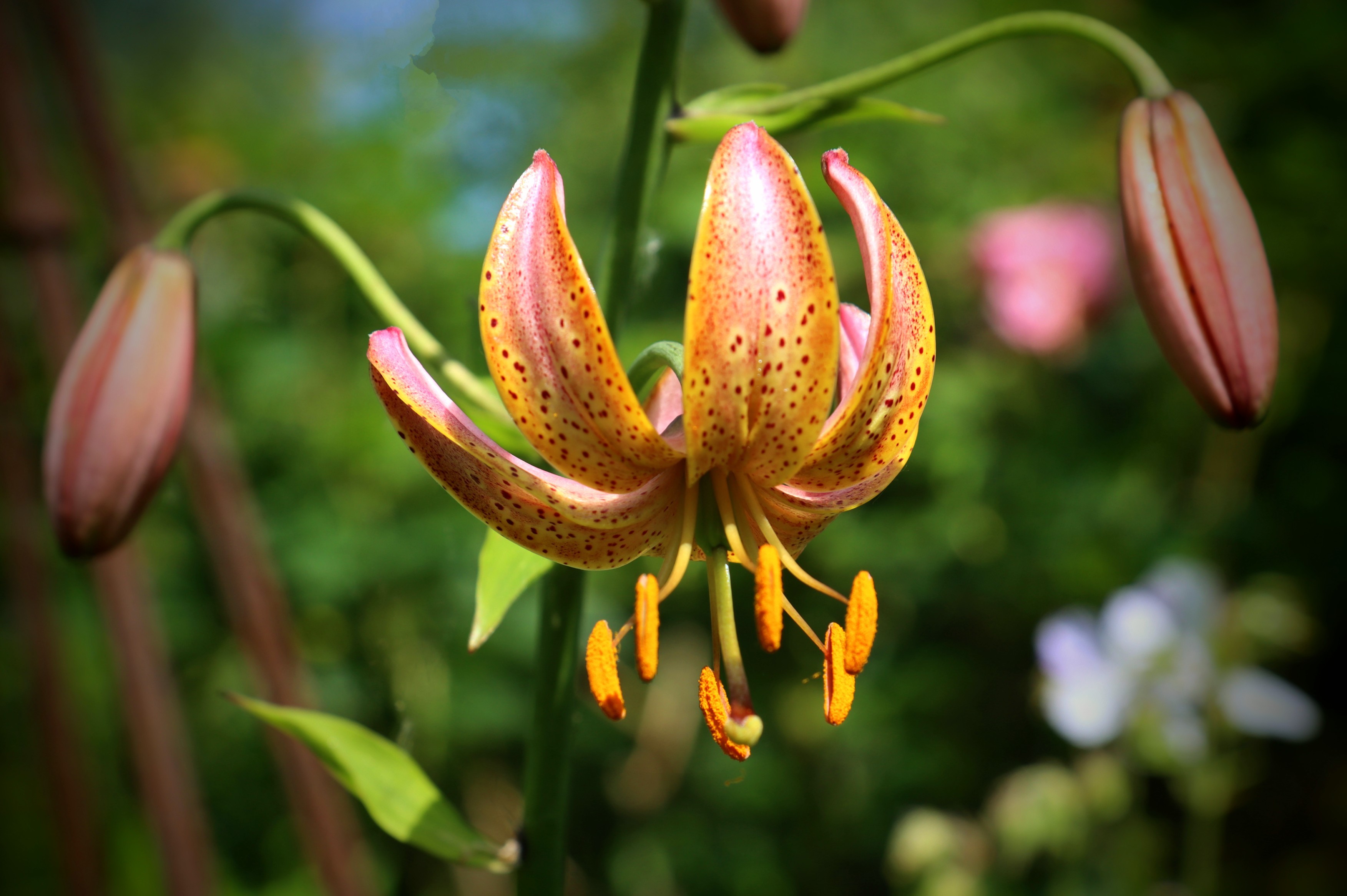 Die offenen Blüte einer Lilie. Die offenen Blüte einer Lilie.