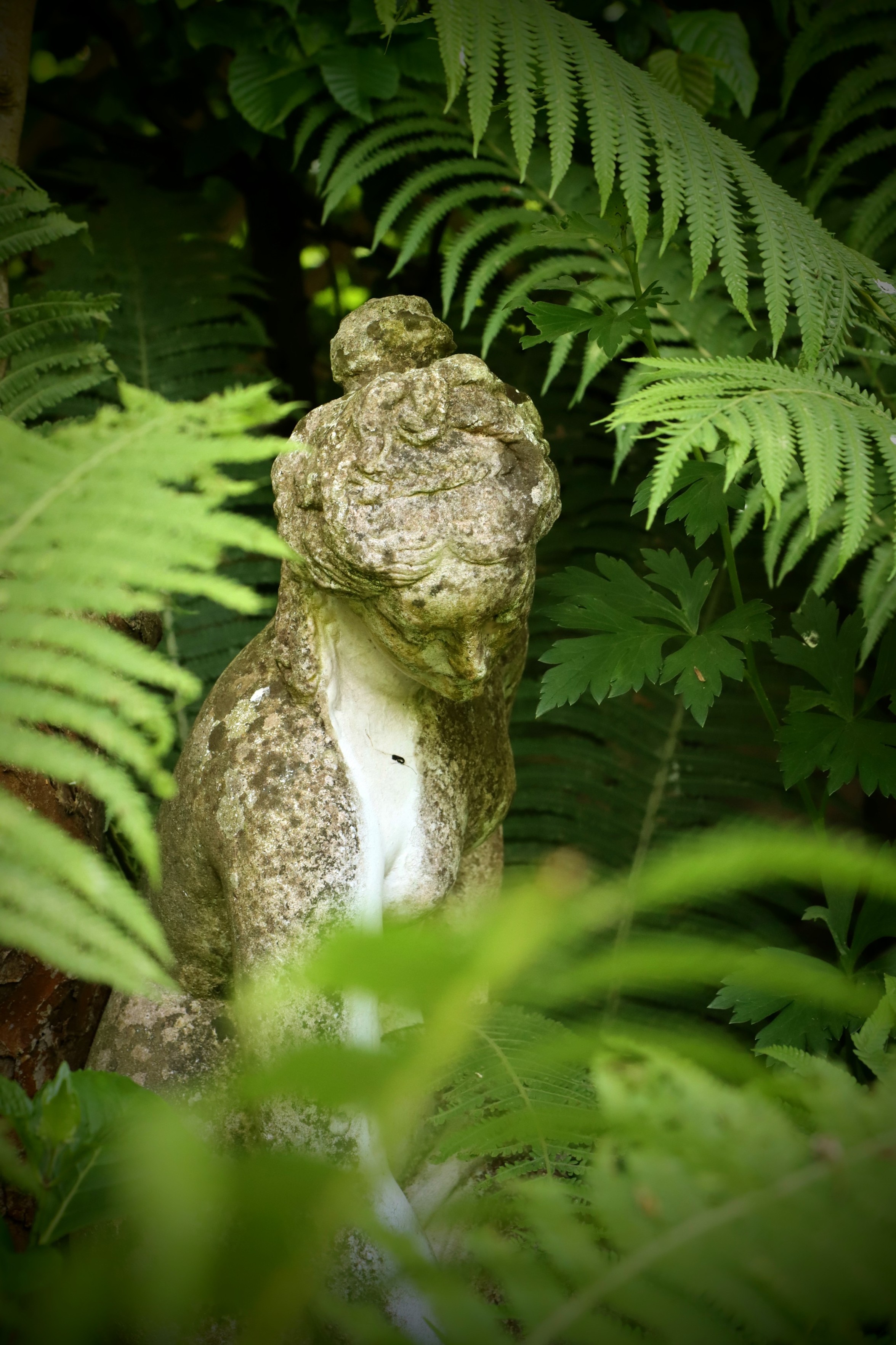 Versteckt hinter Farn eine bemooste Frauenstatue. Versteckt hinter Farn eine bemooste Frauenstatue.
