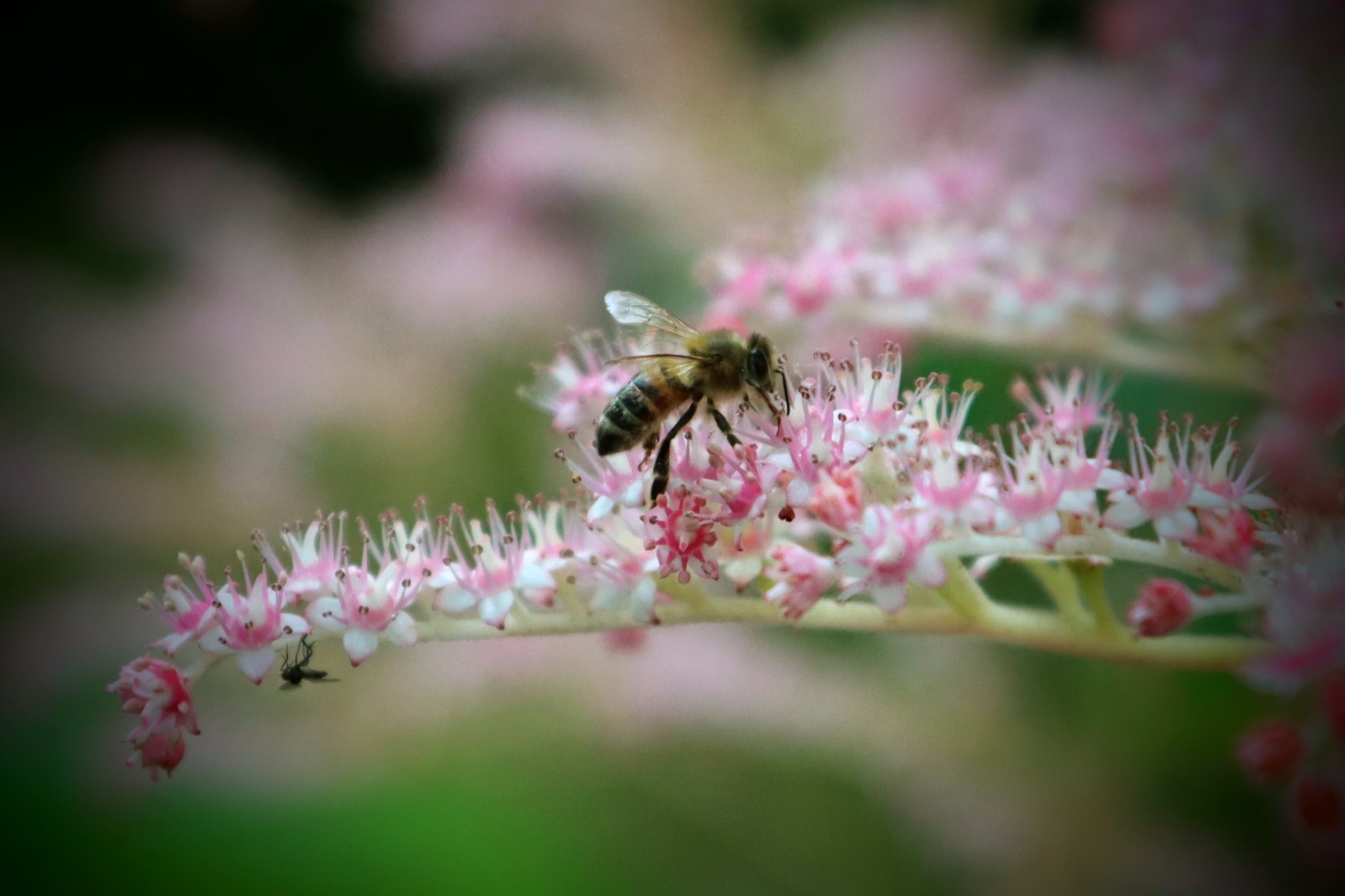 Ein Trieb mit vielen, kleinen, zarten Blüten. Darauf eine Biene. Ein Trieb mit vielen, kleinen, zarten Blüten. Darauf eine Biene.