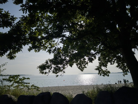 Blick auf den Ostseehorizont unter einem großen schattigen Baum hindurch, Strand