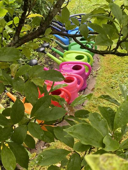 Durch die Blätter eines Baumes fotografiert: Gartengießkannen in Regenbogenfarben, im Halbkreis an einer Rasenkante aufgereiht.