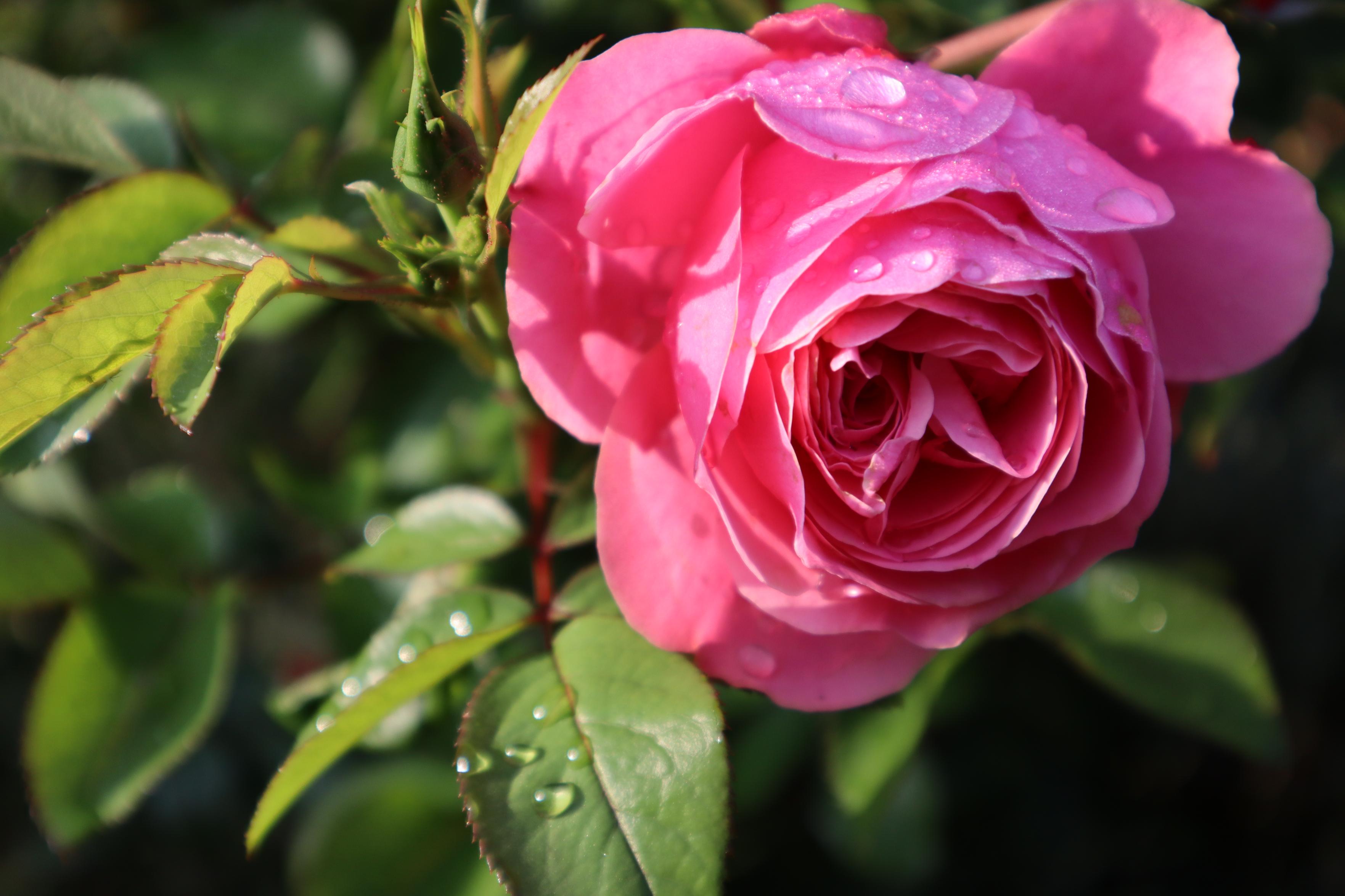 Eine pinke Rosenblüte umgeben von Blättern. Hier und da ein paar Wassertropfen.  Eine pinke Rosenblüte umgeben von Blättern. Hier und da ein paar Wassertropfen.