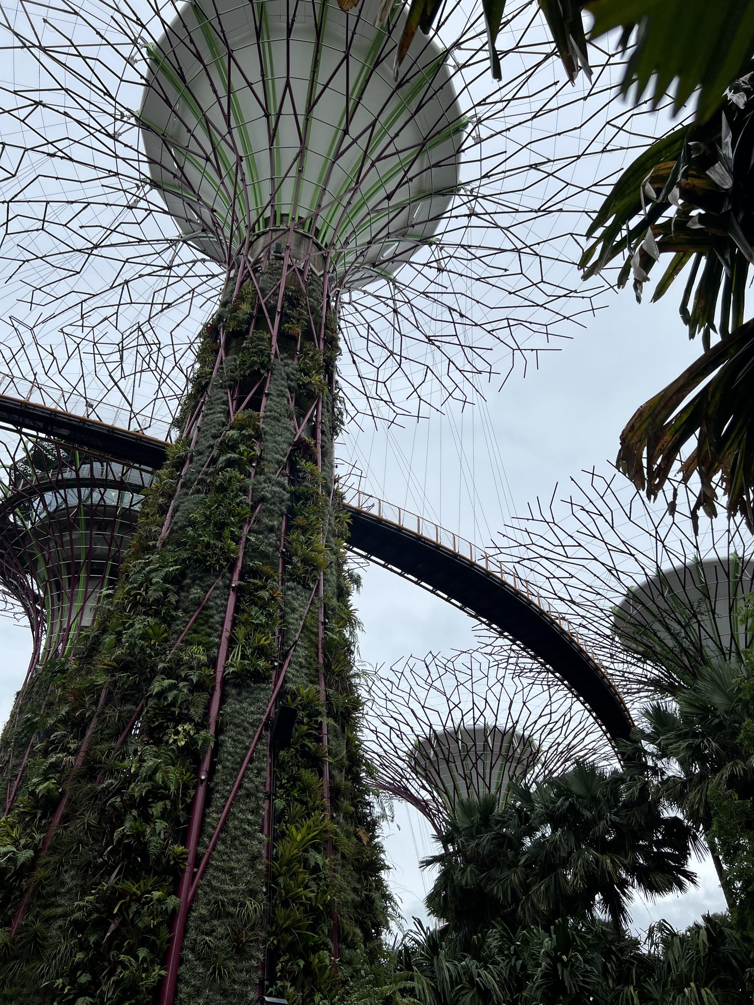 Das Bild zeigt die berühmten „Supertrees“ im Gardens by the Bay in Singapur. Diese vertikalen Gärten sind futuristische Baumkonstruktionen, die mit tropischen Pflanzen bewachsen sind. Sie sind Teil eines groß angelegten botanischen Gartens und bieten nicht nur eine beeindruckende Optik, sondern auch nachhaltige Funktionen wie Sonnenenergiegewinnung und Regenwassersammlung. Ein Skywalk verbindet einige der Supertrees und bietet Besuchern einen spektakulären Ausblick über die Gartenanlage. Das Bild zeigt die berühmten „Supertrees“ im Gardens by the Bay in Singapur. Diese vertikalen Gärten sind futuristische Baumkonstruktionen, die mit tropischen Pflanzen bewachsen sind. Sie sind Teil eines groß angelegten botanischen Gartens und bieten nicht nur eine beeindruckende Optik, sondern auch nachhaltige Funktionen wie Sonnenenergiegewinnung und Regenwassersammlung. Ein Skywalk verbindet einige der Supertrees und bietet Besuchern einen spektakulären Ausblick über die Gartenanlage.