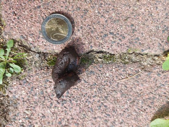 zeigt in der Stadt liegend auf Steinpflaster eine 2 Euro Münze und eine Wildtierlosung. Sie ist pechschwarz und nur wenig größer als die Münze