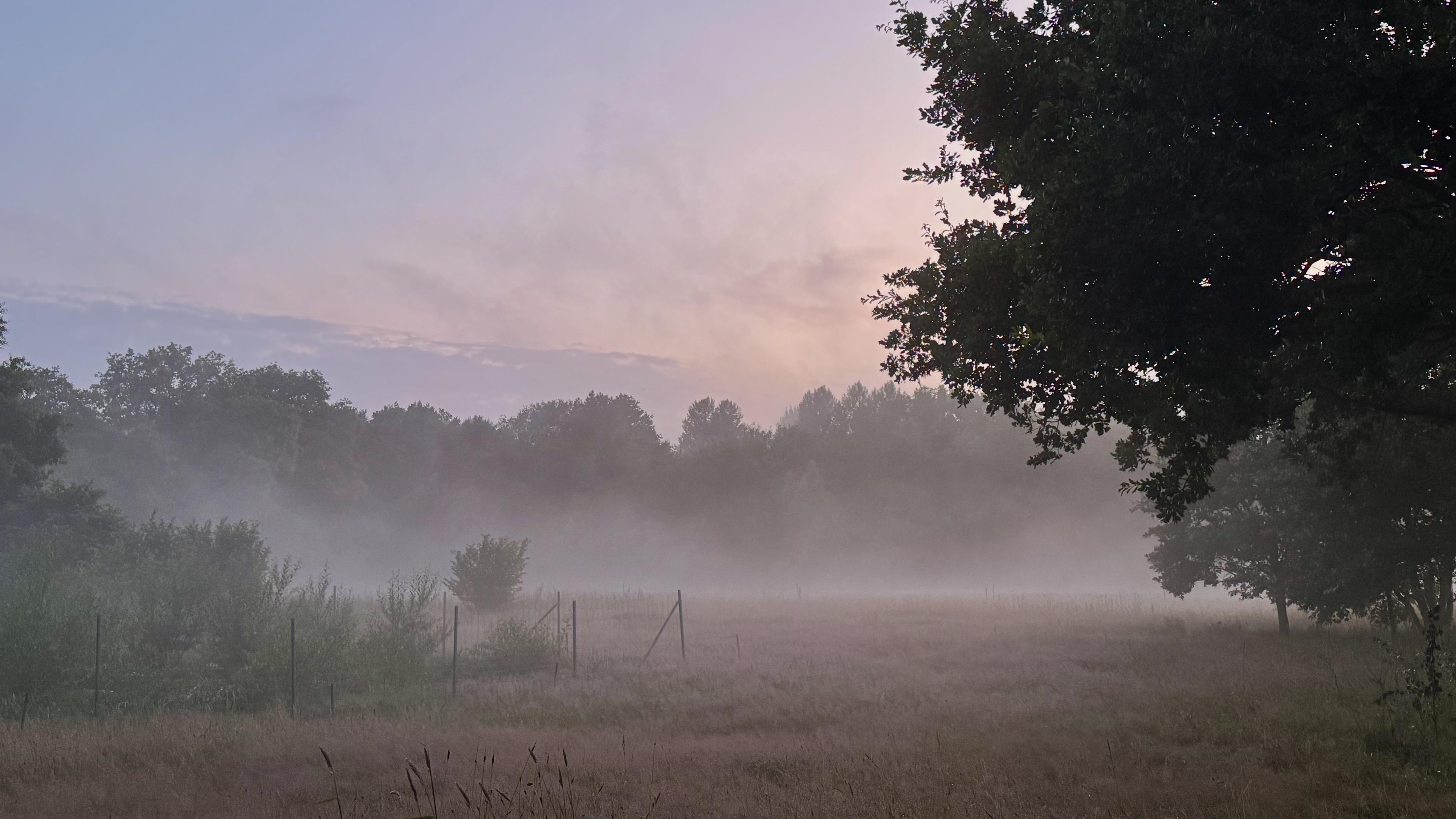 Rosa Dämmerlicht über einer Wiese, aus der Nebel aufsteigt, dahinter ein Waldrand, wabernde Wolkenfrtzen, violetter Himmel.