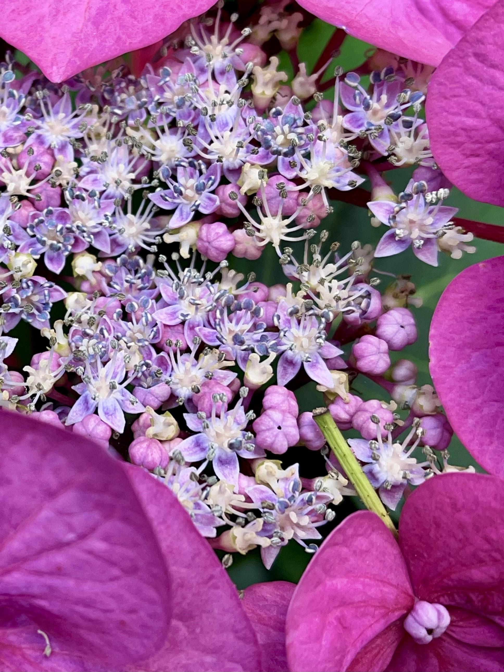 Nahaufnahme einer Blütentraube mit leuchtend rosa und violetten Blütenblättern, in deren Mitte sich komplizierte Strukturen und zarte Staubblätter befinden. Nahaufnahme einer Blütentraube mit leuchtend rosa und violetten Blütenblättern, in deren Mitte sich komplizierte Strukturen und zarte Staubblätter befinden.