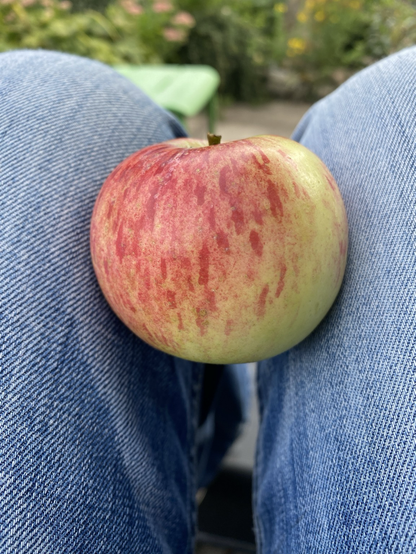 Ein gelb roter Apfel klemmt zwischen zwei Beinen, die in einer Jeans stecken.