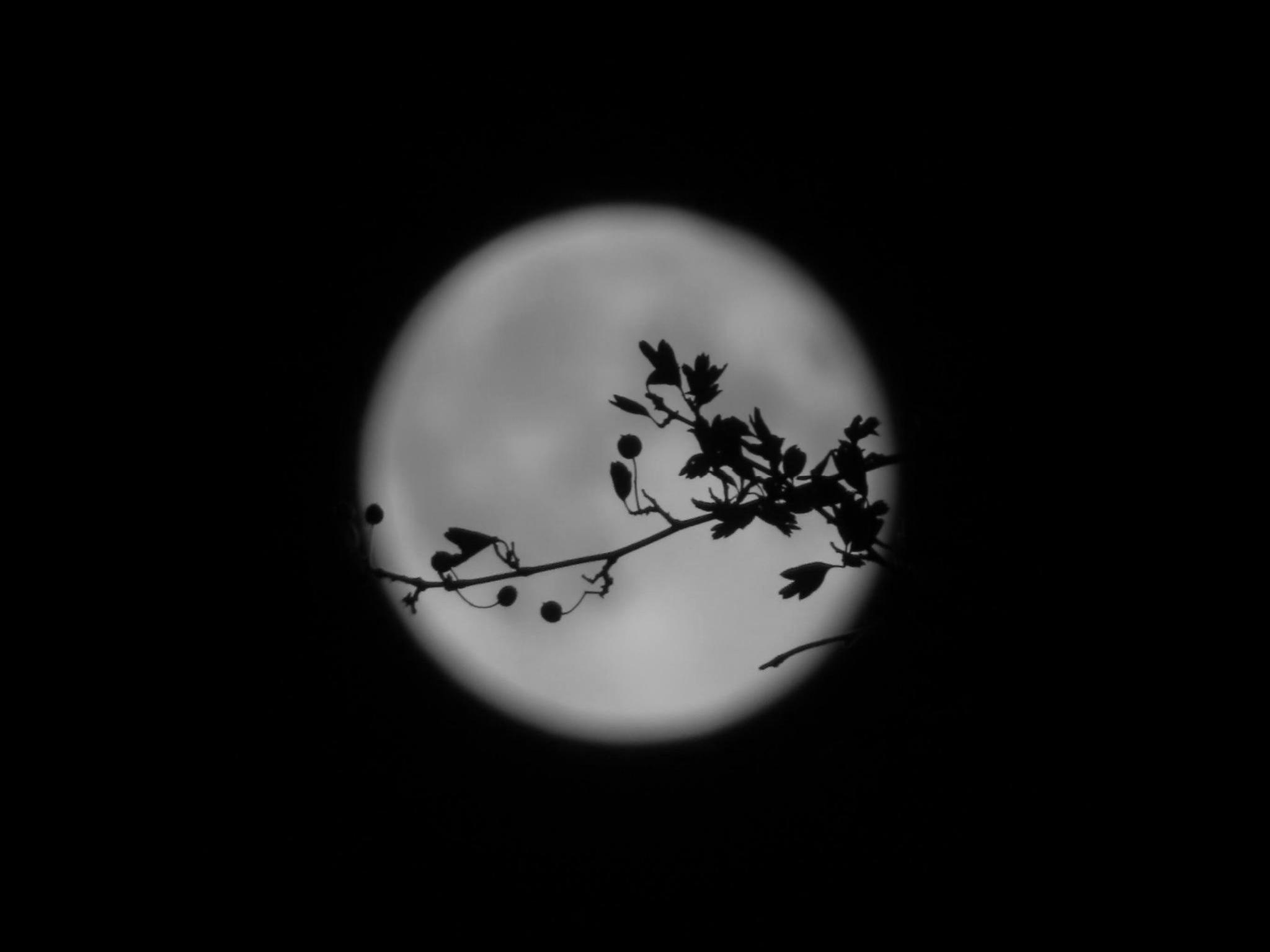 Vollmond.
Durch ihn hindurch verläuft ein Zweig mit kleinen Blättern Vollmond.
Durch ihn hindurch verläuft ein Zweig mit kleinen Blättern