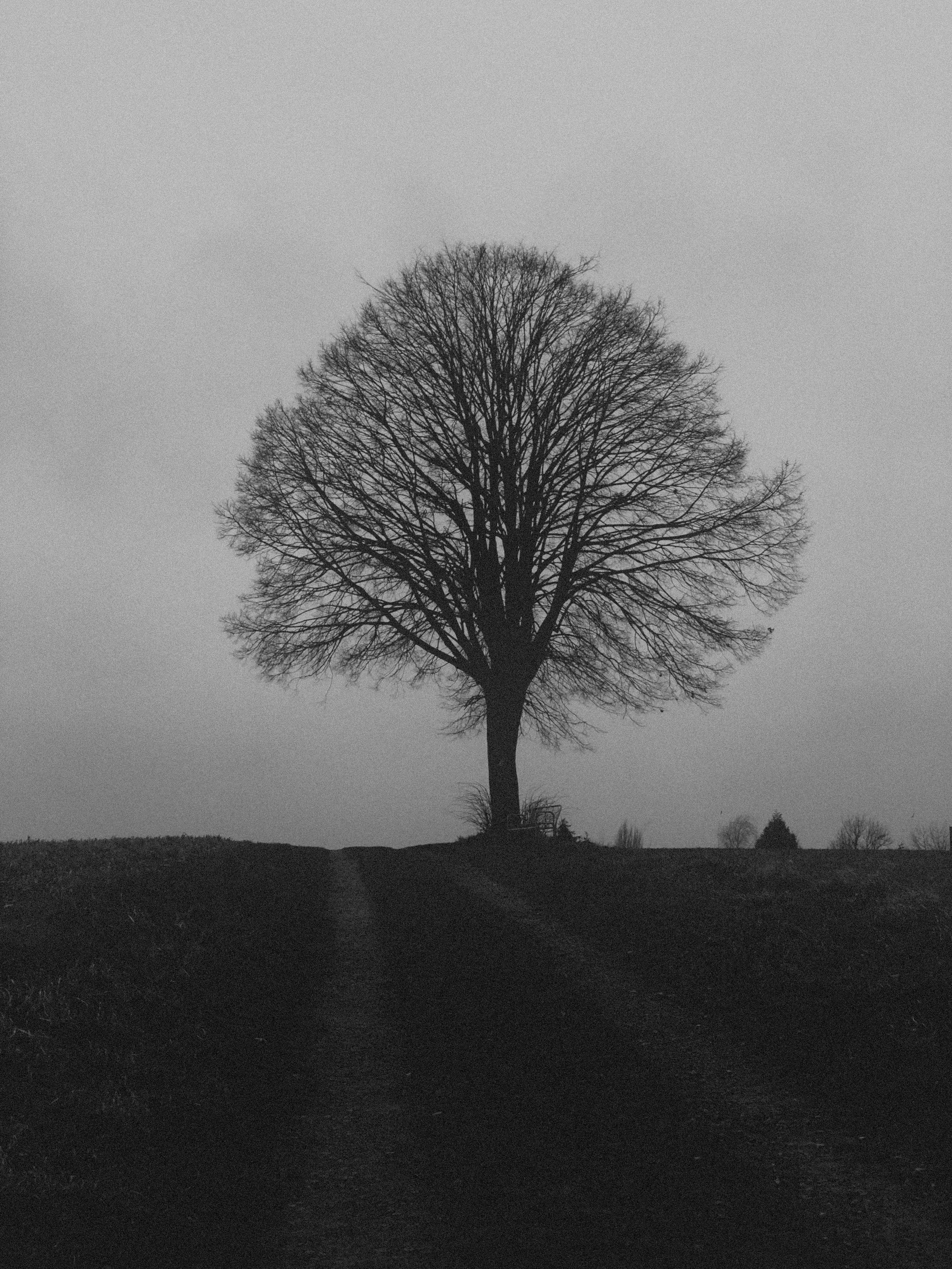 A silhouette of a large, bare tree stands prominently against a stark, overcast sky. The branches are intricate and spread widely, with a gently sloping hill beneath. The scene is monochrome, adding a dramatic and moody atmosphere to the image. A silhouette of a large, bare tree stands prominently against a stark, overcast sky. The branches are intricate and spread widely, with a gently sloping hill beneath. The scene is monochrome, adding a dramatic and moody atmosphere to the image.
