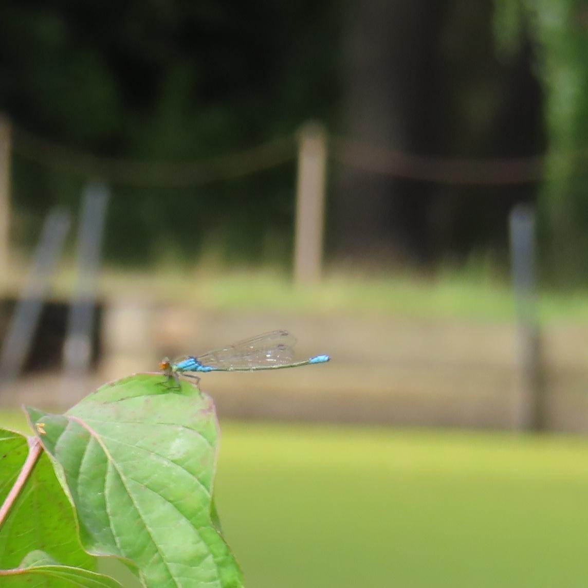 Libelle auf einem Blatt, dahinter ein grünes Gewässer.

Unscharf