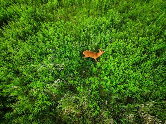 Ein Reh, welches im hohen, grünen Gras Ausschau hält.