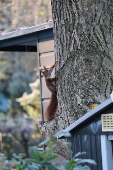 Ein rotes Eichhörnchen mit weißem Bauch hängt an einem Baumstamm und guckt in die Kamera