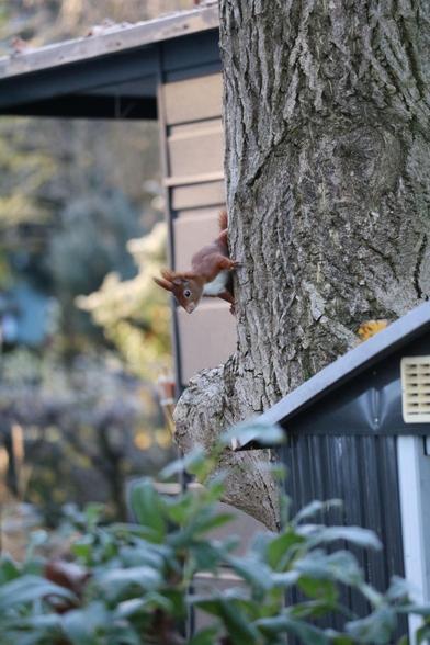 Ein Eichhörnchen linst hinter einem Baumstamm hervor.