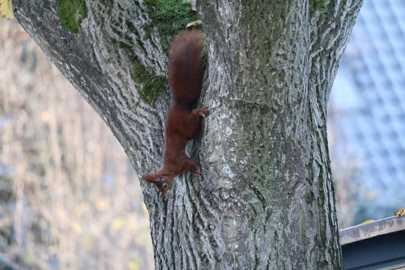 Ein rotes Eichhörnchen hängt mit dem Kopf nach unten an einem Baum.