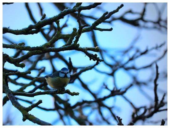 Eine Blaumeise sitzt in einem Ästgeflächt und guckt in die Kamera.
