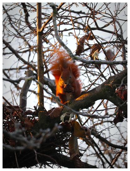 Ein rotes Eichhörnchen, was mit einer Walnuss in den Pfoten in die Kamera guckt.