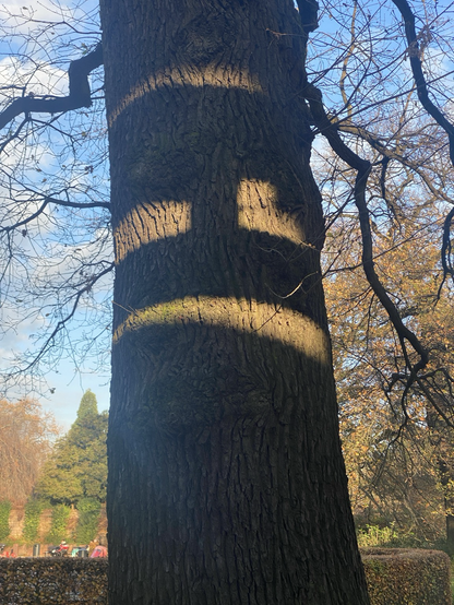 Dicker Stamm eines Baumes. Auf dem sind einige Lichtflecken so verteilt, dass es aussieht wie ein missmutiges Gesicht.