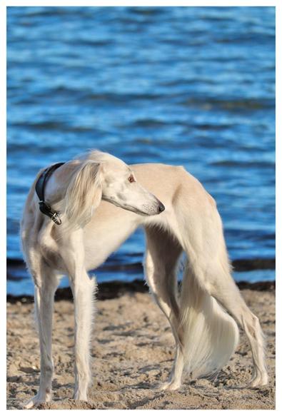 Ein weißer Hund steht am strand und guckt an seinem Arsch vorbei.