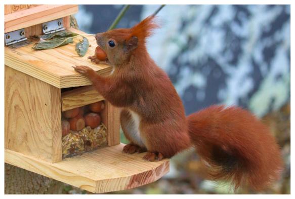 Ein rotes Eichhörnchen, was sich mit einer Nuss im Mund auf einem Futterhaus abstützt.