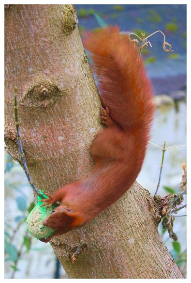 Ein rotes Eichhörnchen hängt kopfüber am Baum und klaut einen Maisenknödel 
.