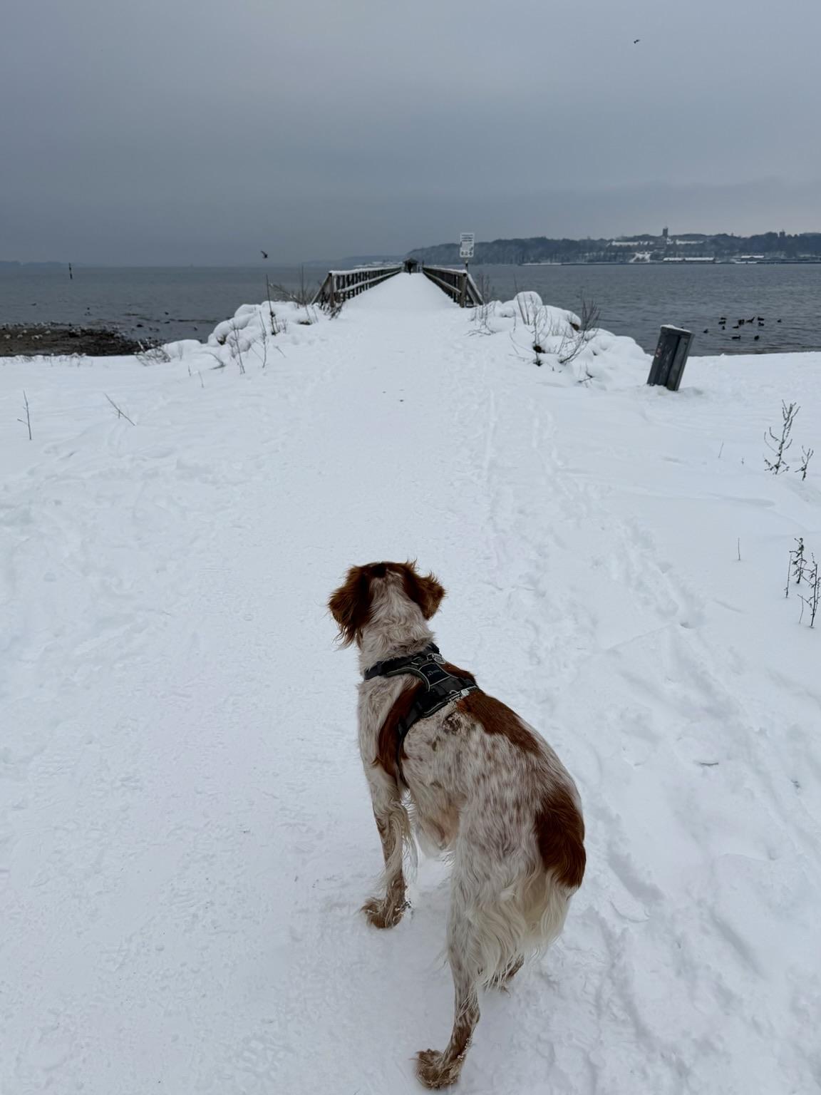 A dog stands on a snowy path leading to a wooden pier by the water. The scene is overcast, with a few visible birds near the shoreline. Trees line the distant shore.
