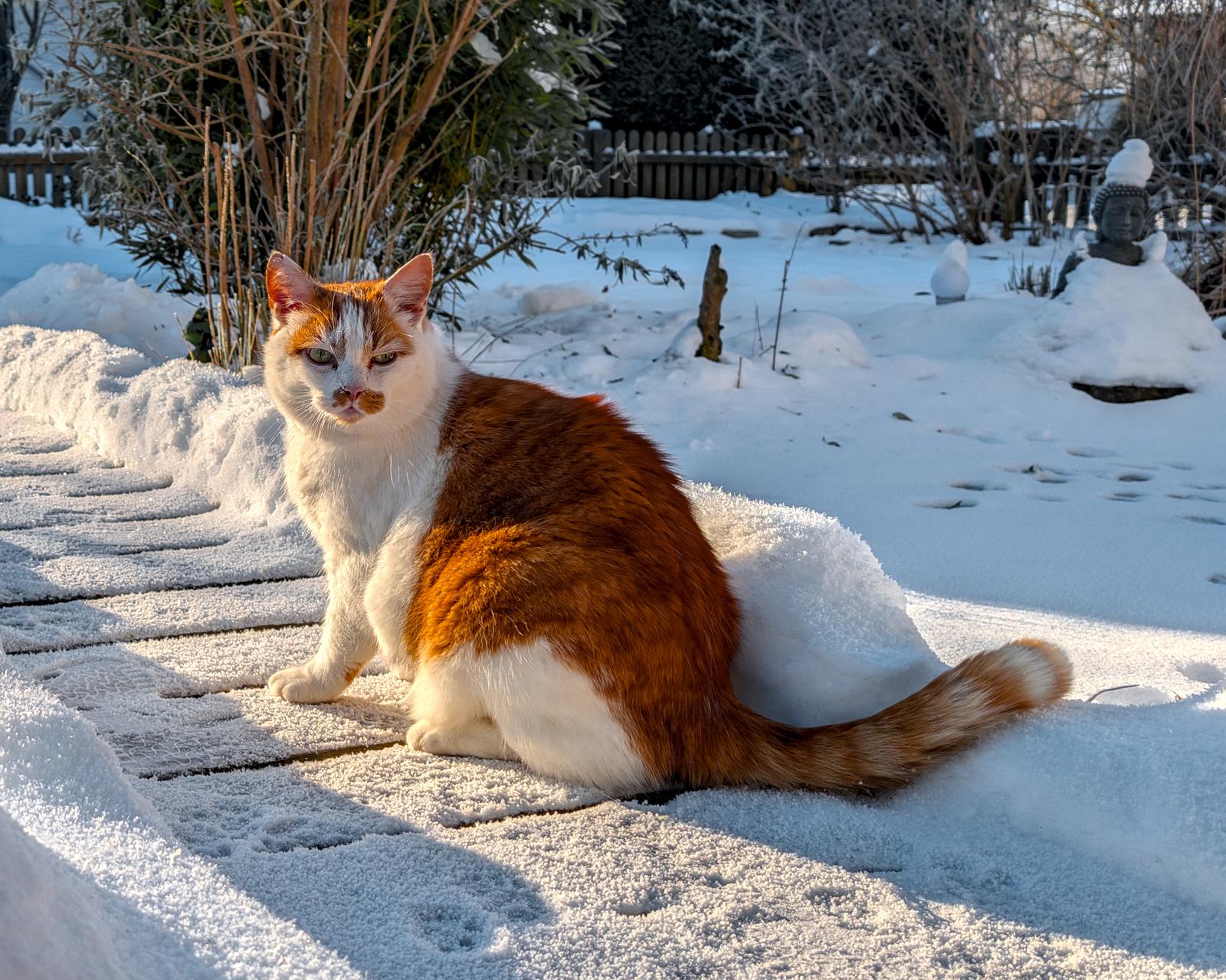 Orange-weiße Katze im Schnee