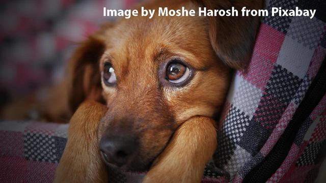 Bild von einem „traurig“ oder „bittend“ aussehendem Hund auf einer karierten Decke. Image by Moshe Harosh from Pixabay