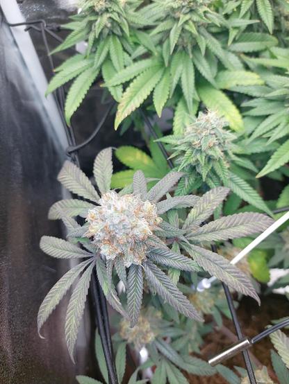 Cannabis Blüte im Homegrow mit purpurnen Blättern, daneben eine mit grünen.