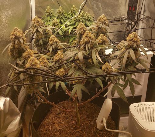 Ein Blick ins Cannabis Grow tent mit zwei Pflanzen in der linken Reihe und 2 Luftentfeuchter in der rechten Reihe. Es sind viele weit entwickelte Blüten zu sehen.