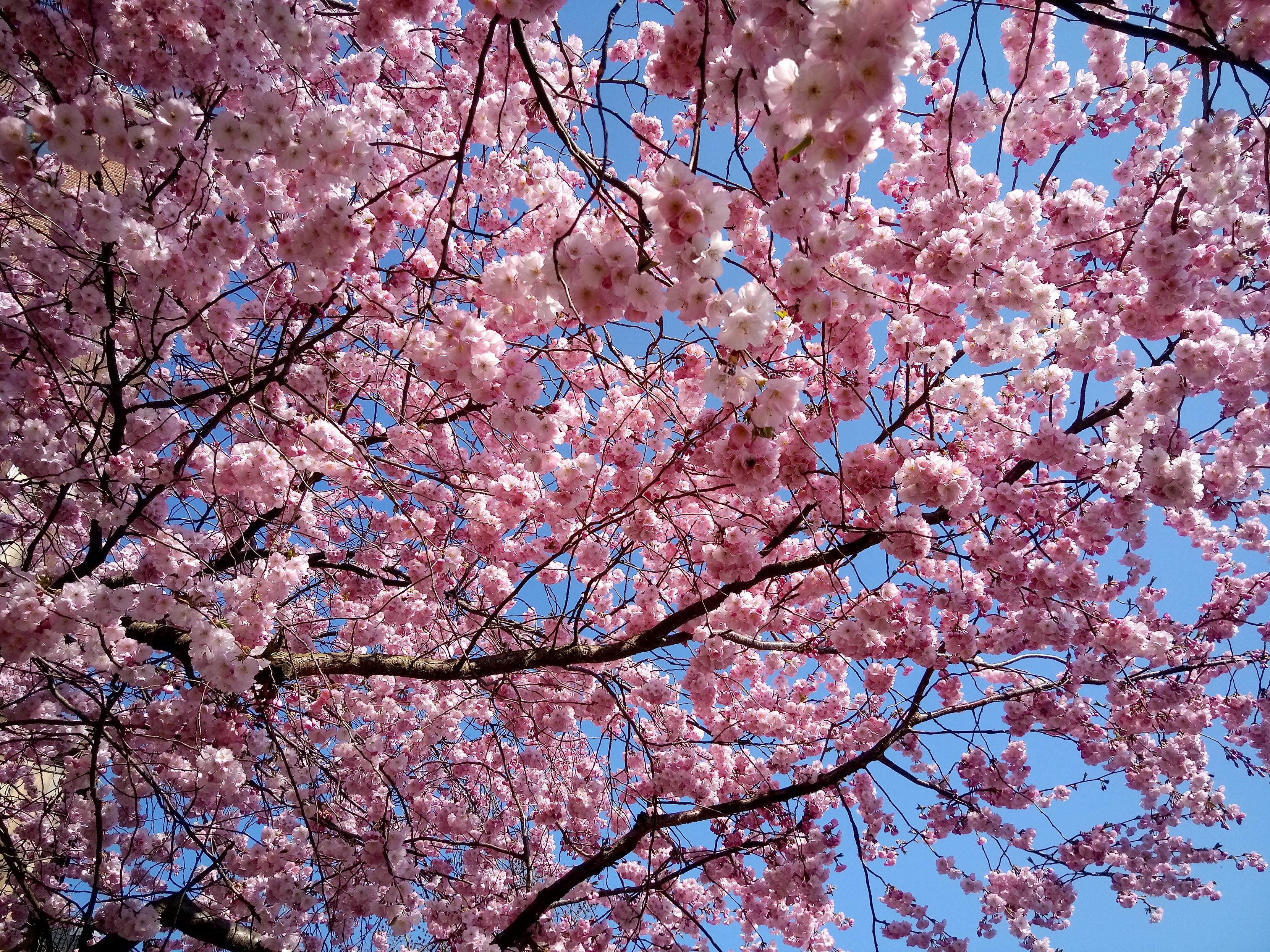 Querformat, zahlreiche rosa Blüten eines Laubbaums vor hellblauem Himmel