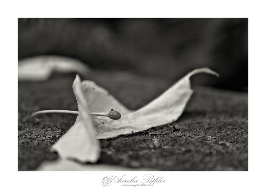 Die Blüte/Blatt von einem Taschentuchbaum liegt auf einer uralten Steinbank. Das Bild ist in monochrom gehalten.