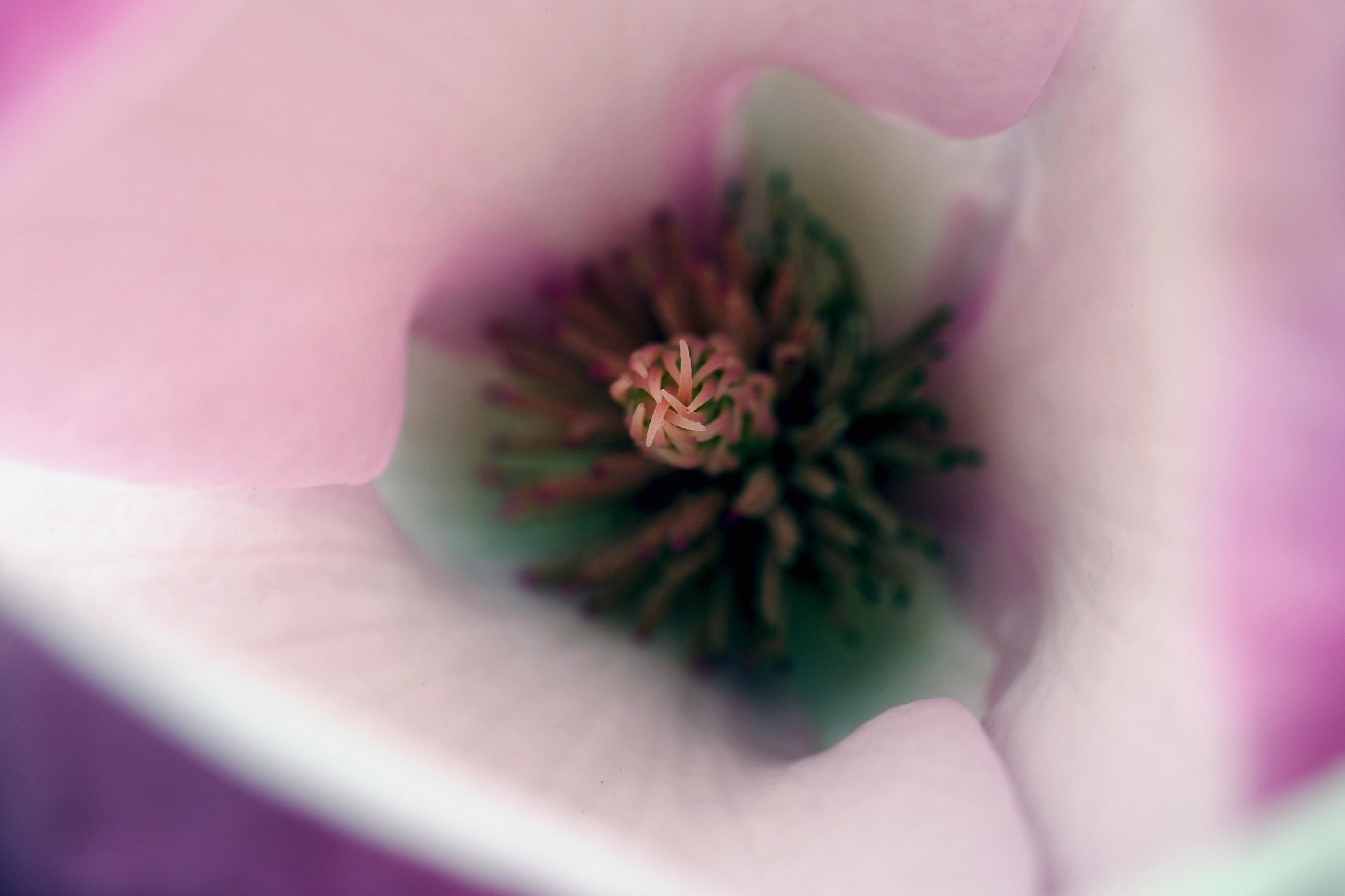 Makroaufnahme einer Magnolie, der Fokus liegt auf den inneren Staubblättern und dem Stempel. Etwas Wind macht die weiß-pinkfarbenen äußeren Blütenblätter unscharf.

A close-up of a magnolia, with the focus on the inner stamens and the pistil. A slight breeze has caused the white and pink outer petals to appear blurred.