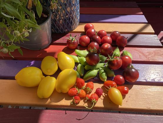 Auf einem bunten Balkontisch liegen verschiedene Früchte von Balkonpflanzen: Inkagurken, Erdbeeren, 4 Sorten Tomaten. Im Hintergrund zwei Übertöpfe mit irgendwelchen Pflanzen darin.