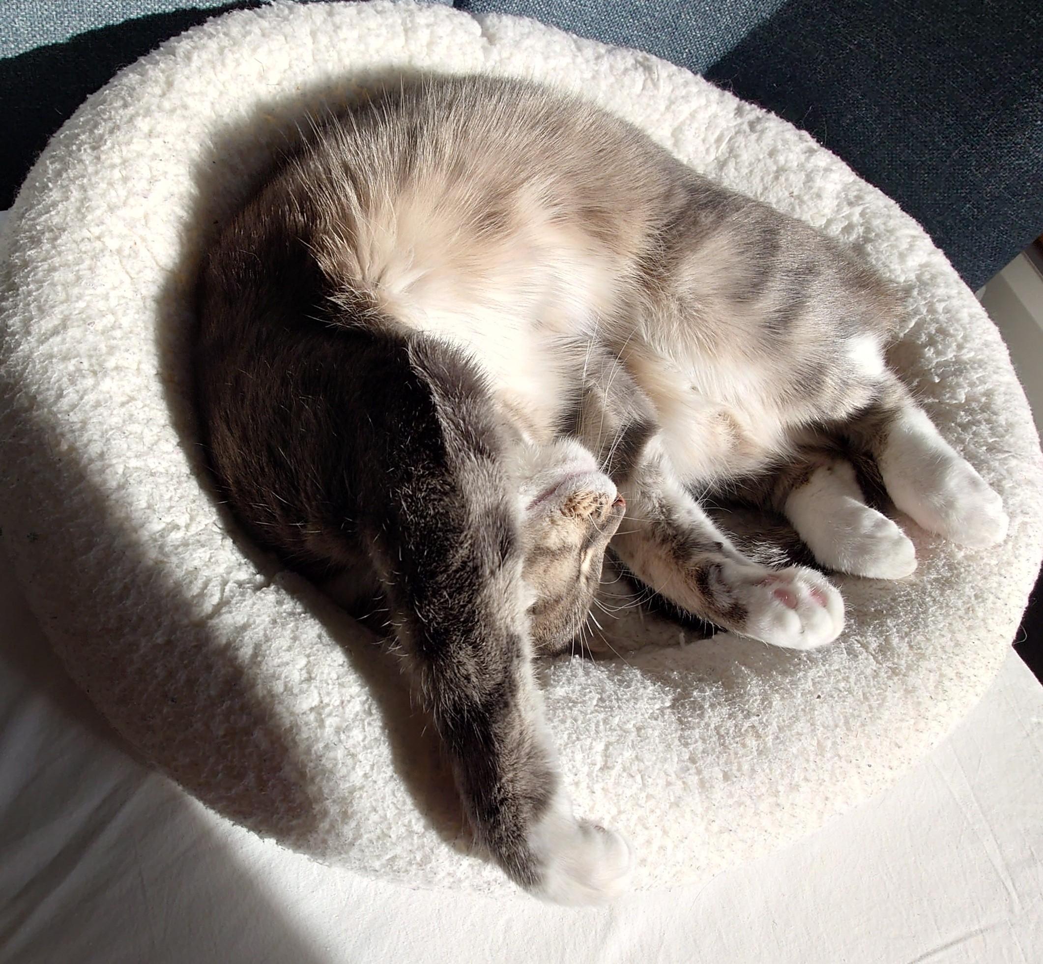A grey-white Tabby half rolled up, opened with her belly up, stretching both front legs besides her head, eyes closed, looking as if she's smiling in her white cat bed.