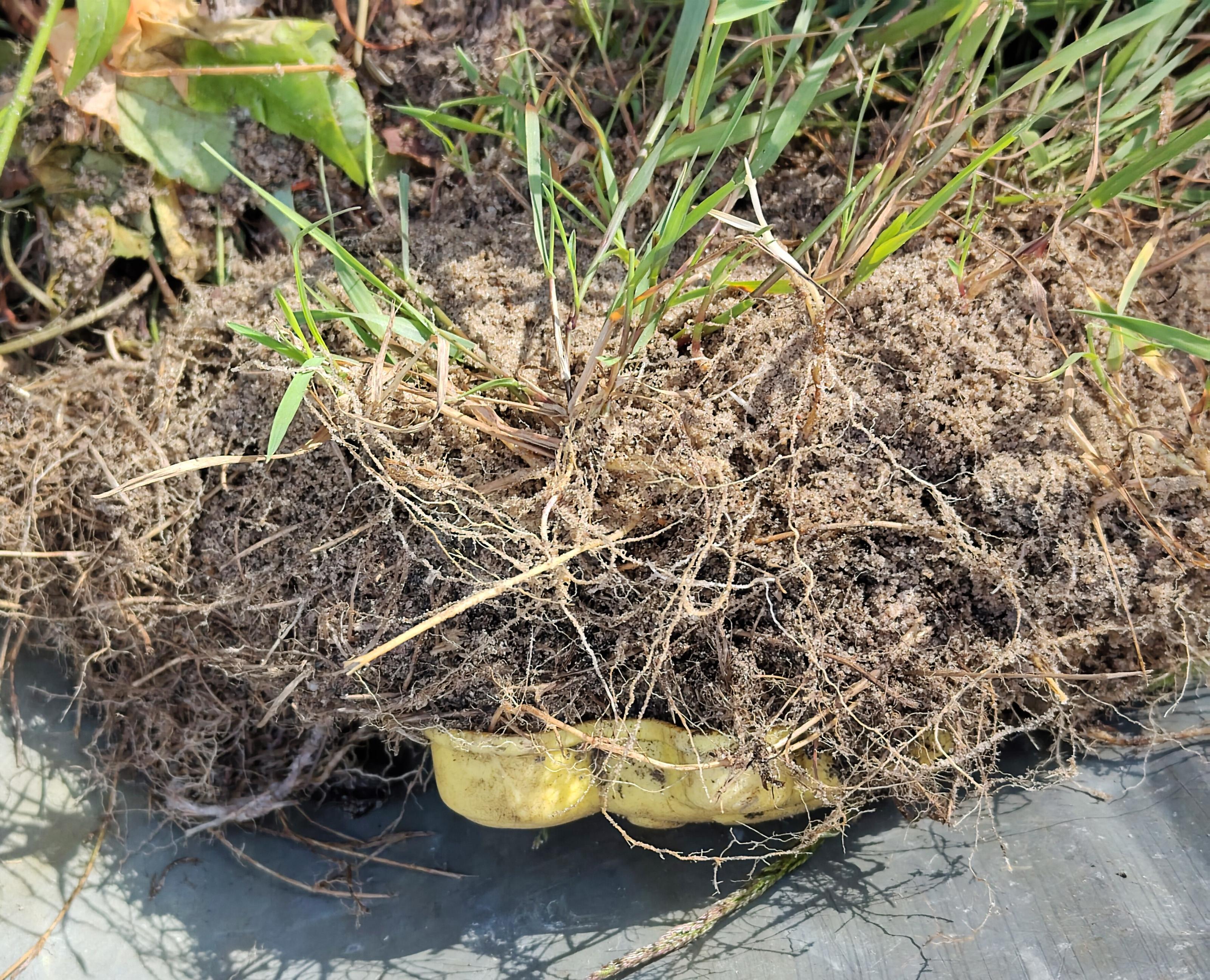 Eine Grassode mit Sand und Wurzelballen von der Seite fotografiert, unten ist etwas Gelbes zu sehen