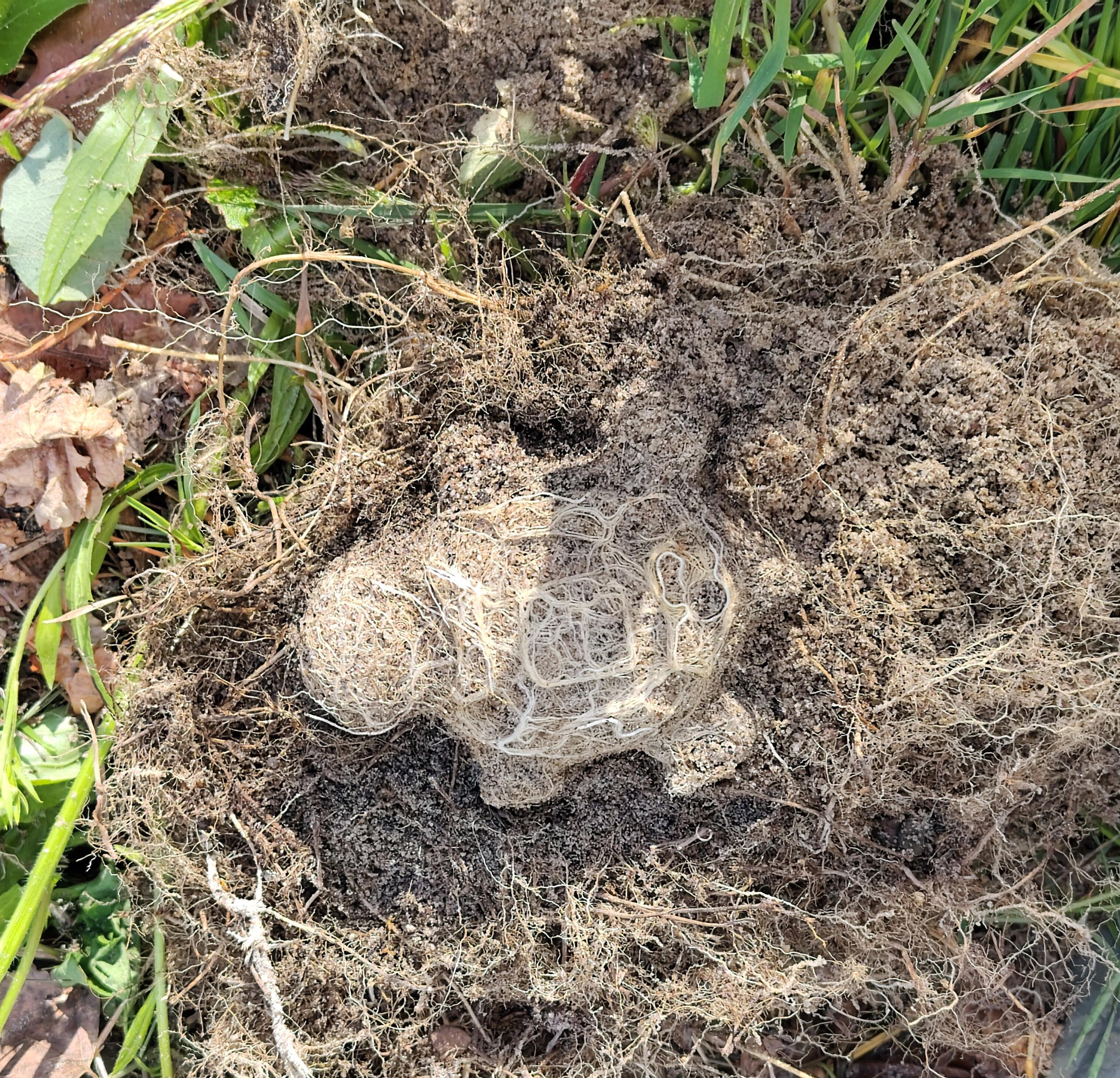 Die Grassode von unten ohne die Sandkastenform, die Wurzeln bilden die Form der Schildkröte nach