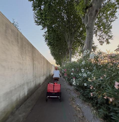 A cyclist pulling a children’s trailer on a narrow cycle path with a wall on the left and bushes full of blossoms on the right.