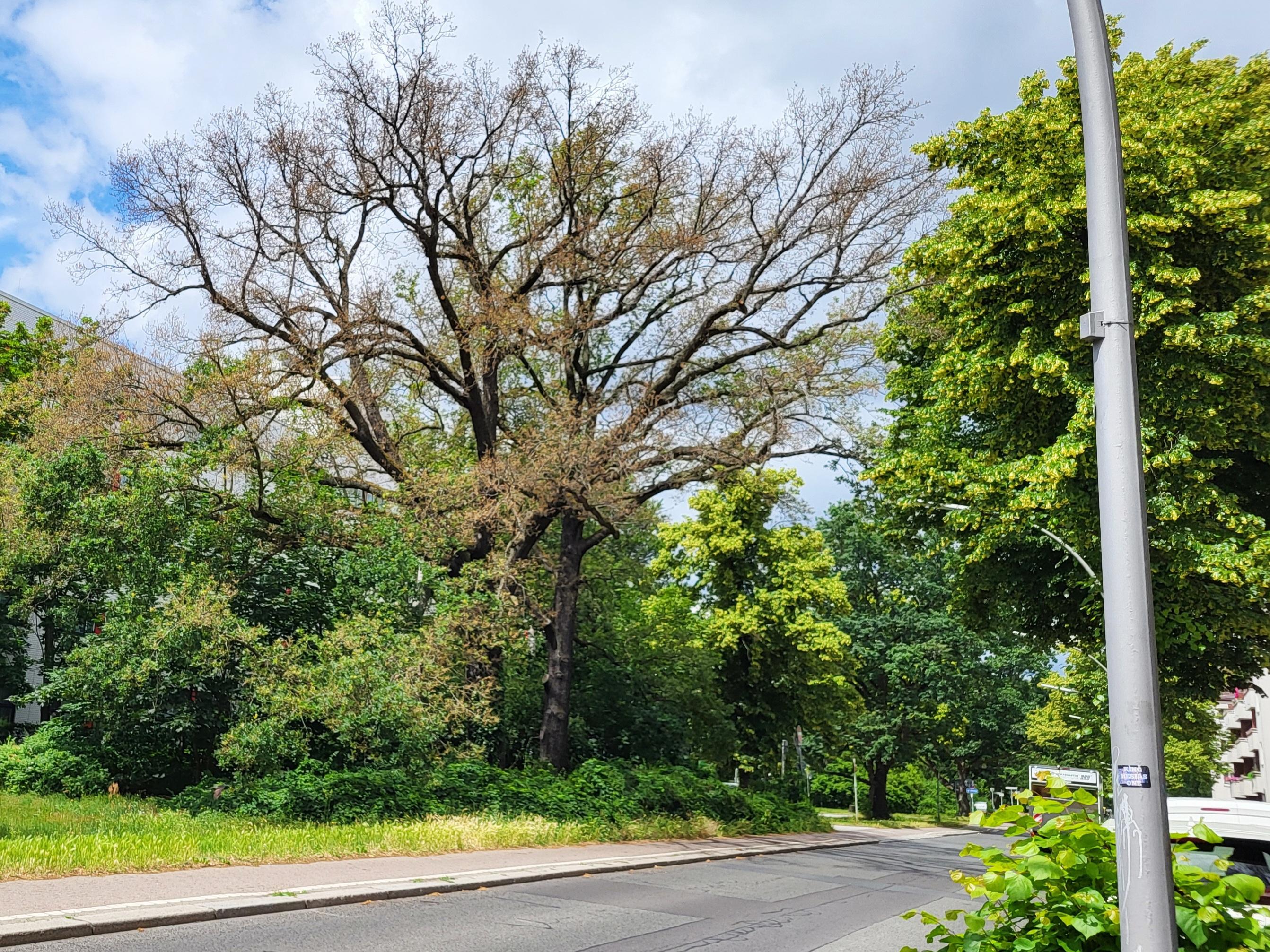 Eine große mächtige Eiche, mindestens 100 Jahre alt, an einer Straße, völlig entlaubt neben anderen grünbelaubten Bäumen.